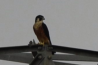 Peregrine Falcon (Shaheen) - Sajeev Krishnan