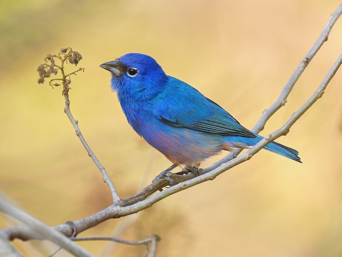 Rose-bellied Bunting - Passerina rositae - Birds of the World