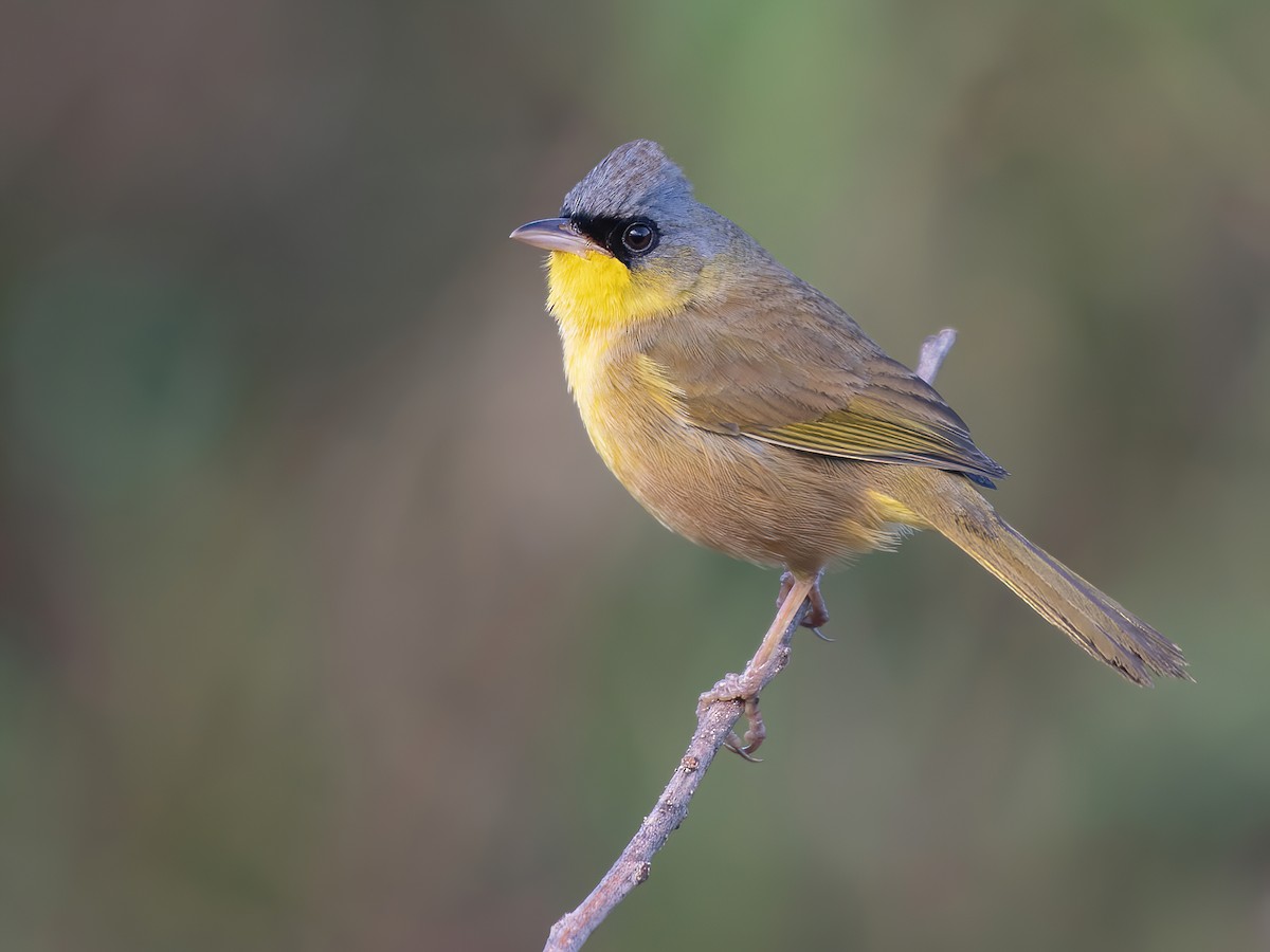 Gray-crowned Yellowthroat - Geothlypis poliocephala - Birds of the World