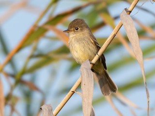  - White-throated Flycatcher