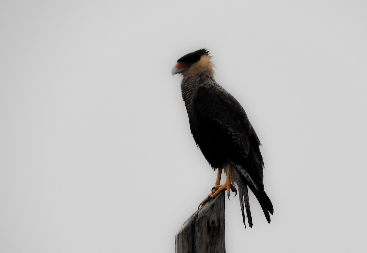 Crested Caracara (Southern) - ML62193471