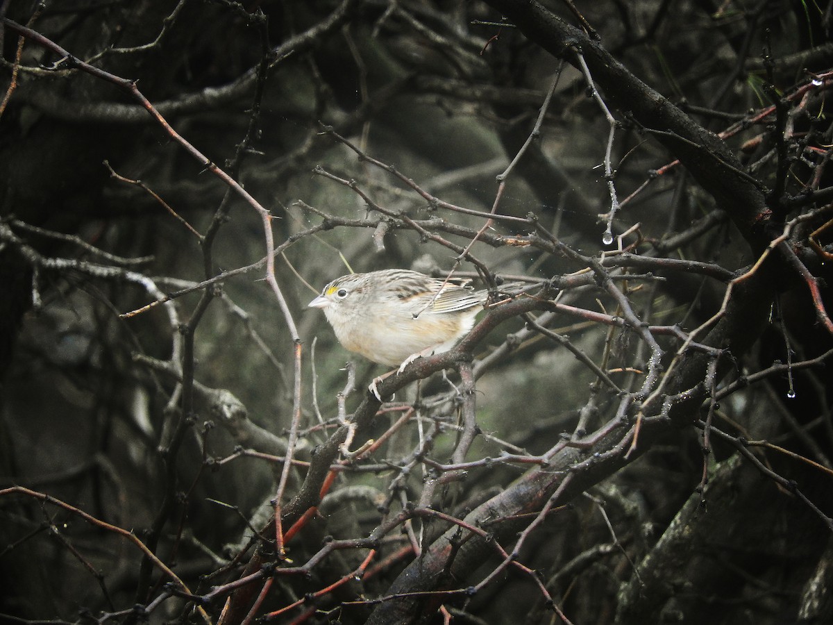 Grassland Sparrow - ML62193531
