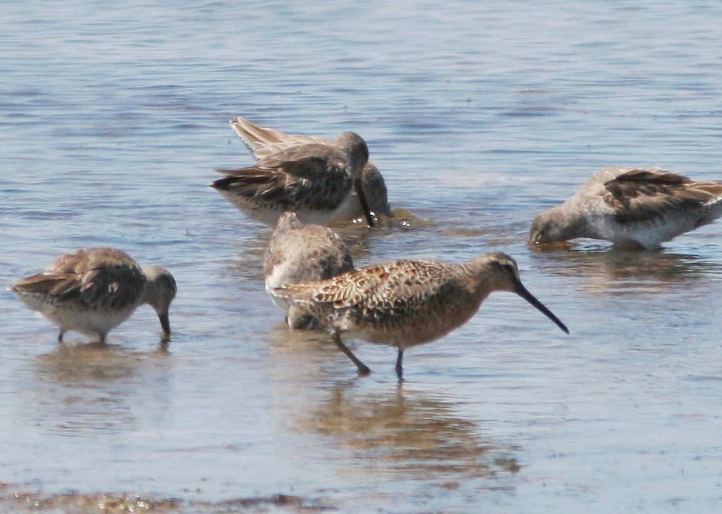 Long-billed Dowitcher - ML62193551