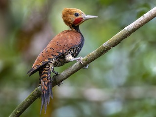 Adult male - Andres Vasquez Noboa - ML621937655