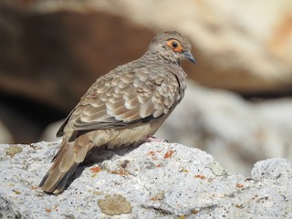  - Bare-faced Ground Dove