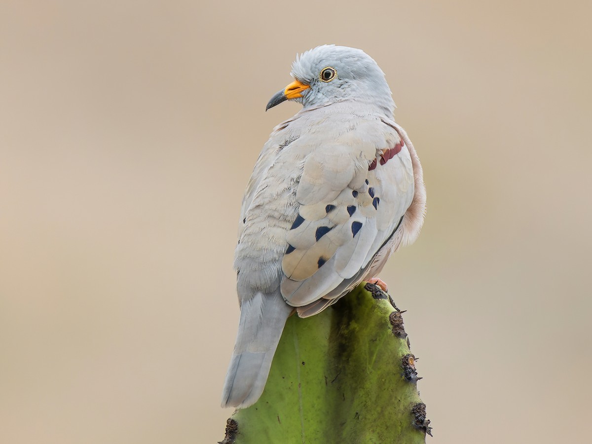 Croaking Ground Dove Columbina Cruziana Birds Of The World