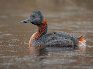  - Great Grebe