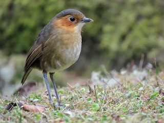  - Rufous-faced Antpitta