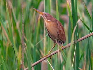  - Cinnamon Bittern