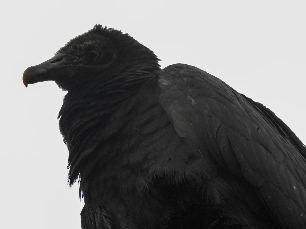 Black Vulture - ML62194161