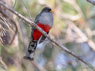  - Hispaniolan Trogon