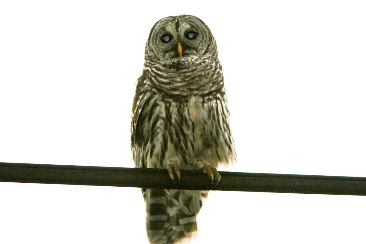 Barred Owl - ML62194211