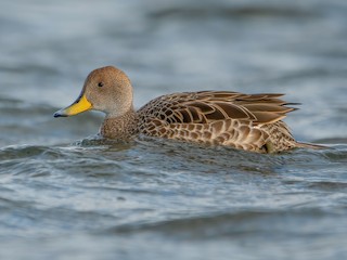  - Yellow-billed Pintail