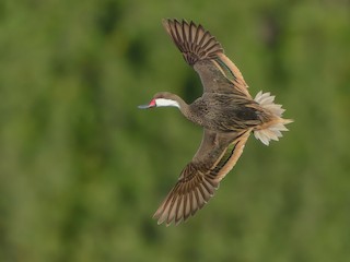  - White-cheeked Pintail