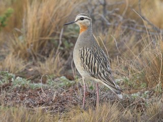  - Tawny-throated Dotterel