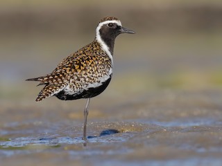 Pacific Golden-Plover - Pluvialis fulva - Birds of the World