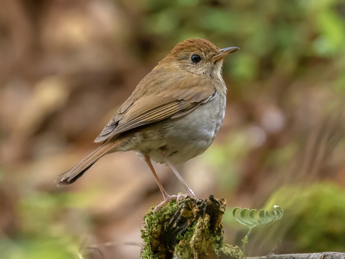 Russet Nightingale-Thrush - Catharus occidentalis - Birds of the World