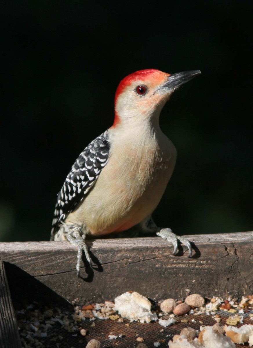 Red-bellied Woodpecker - ML62194401