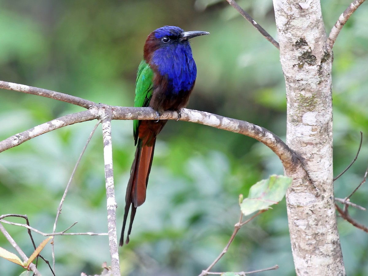 Purple-bearded Bee-eater - Meropogon forsteni - Birds of the World