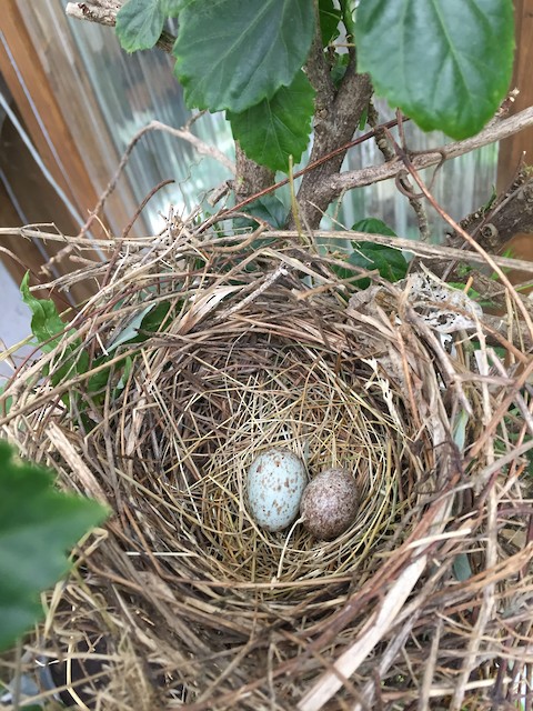 Northern Cardinal nest and egg (left) and Brown-headed Cowbird egg (right). - Northern Cardinal - 