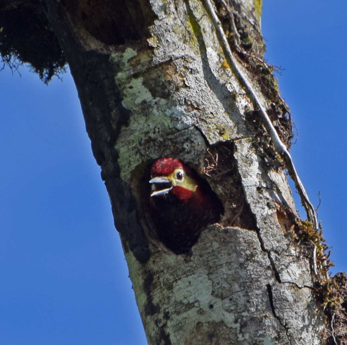 Crimson-mantled Woodpecker - ML62194571
