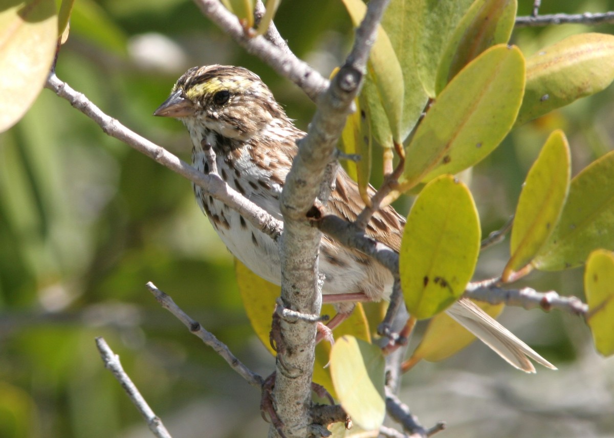 Savannah Sparrow - ML62195071