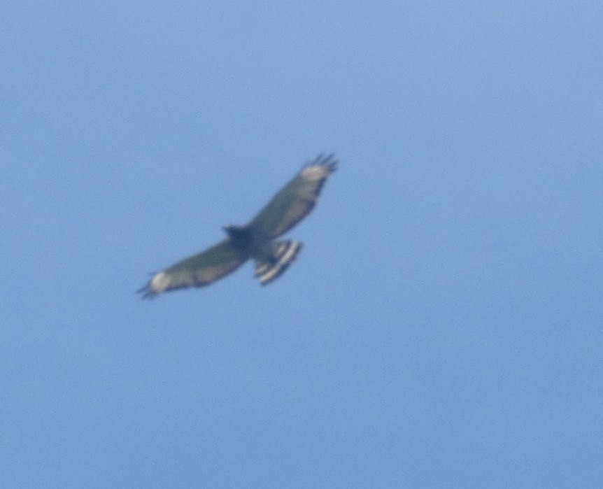 Broad-winged Hawk - ML62196841
