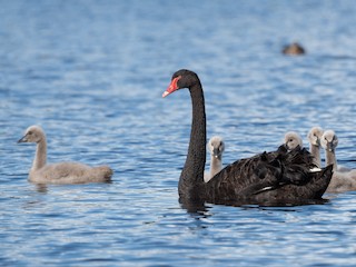 Adult and juvenile - Ben Ackerley - ML621970860