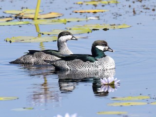 Male and female - Scott Linnane - ML621971059