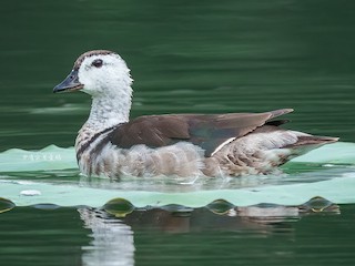 Immature male - 雀实可爱 鸦 - ML621971808