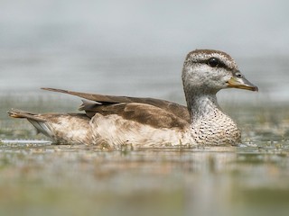 Female - Jen Wei Yip - ML621971812