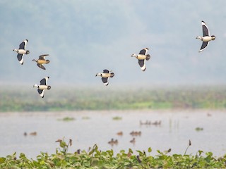 Male and female - Dipankar Dev - ML621971813