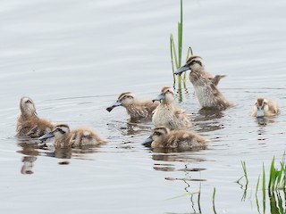 サザナミオオハシガモ - eBird