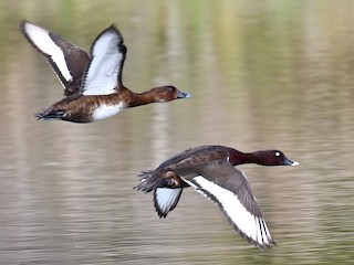 Male and female - Michael Daley - ML621972606