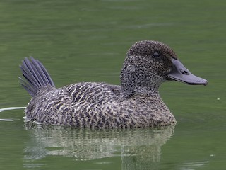 Female - Peter Stevens - ML621980279