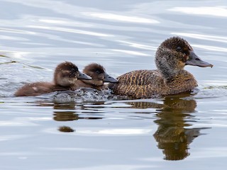 Female and juvenile - Robert Gully - ML621980280