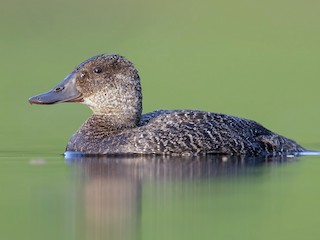 Female - JJ Harrison - ML621980282