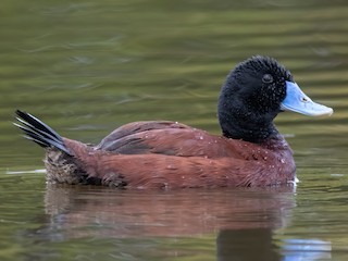 Male - Paul Heath - ML621980284