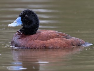 Blue-billed Duck - eBird