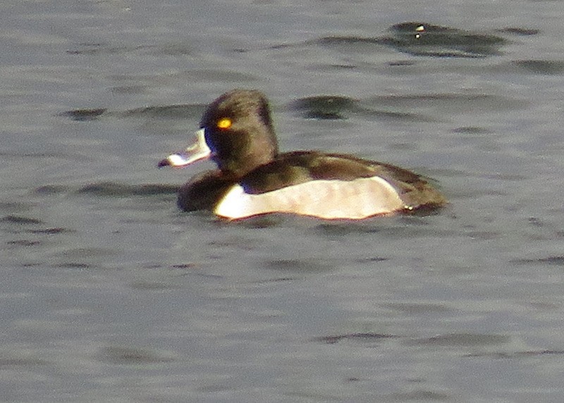 Ring-necked Duck - ML62199691