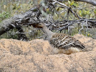 クサムラツカツクリ - eBird