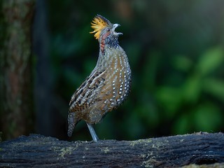  - Spotted Wood-Quail