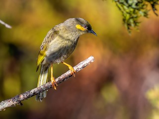  - Orange-cheeked Honeyeater