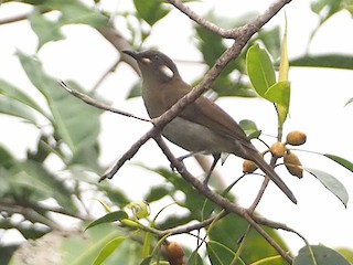  - Forest Honeyeater