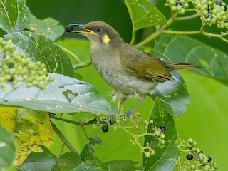  - Yellow-gaped Honeyeater