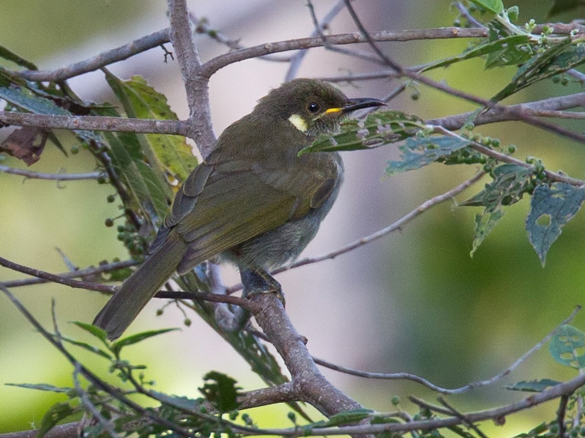 Mountain Honeyeater - Meliphaga orientalis - Birds of the World