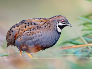 Ozbek mushukining surati