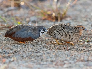 Male and female - Ngoc Sam Thuong Dang - ML622010405