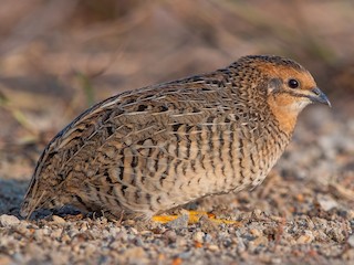 Tuyoqlilar jinsiy aloqa bilan porno