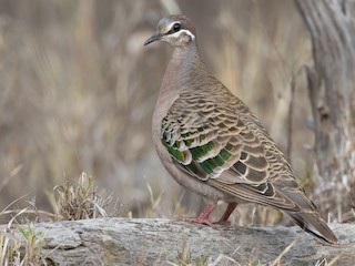 - Common Bronzewing